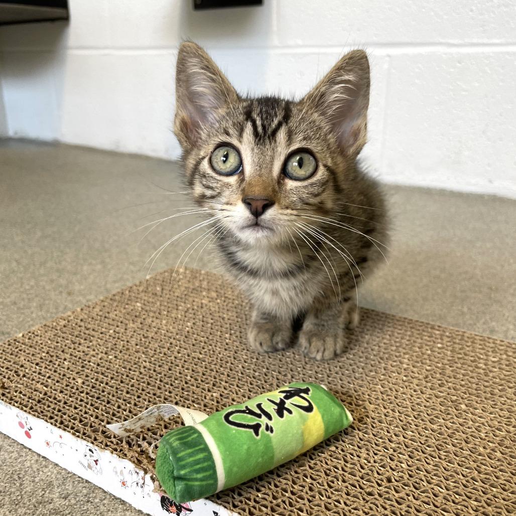 Sternum, a Adoptable Domestic Short Hair in Carencro, LA image 3/4