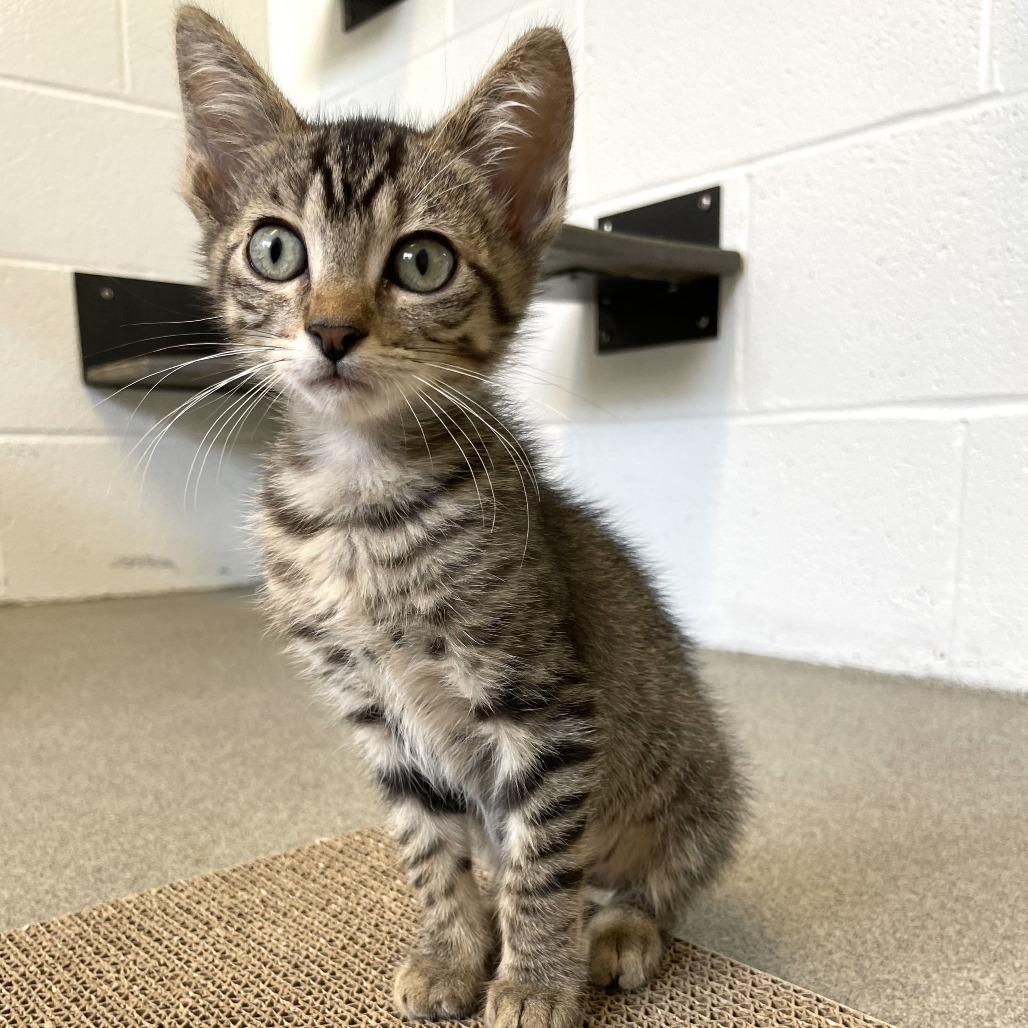 Sternum, a Adoptable Domestic Short Hair in Carencro, LA image 4/4