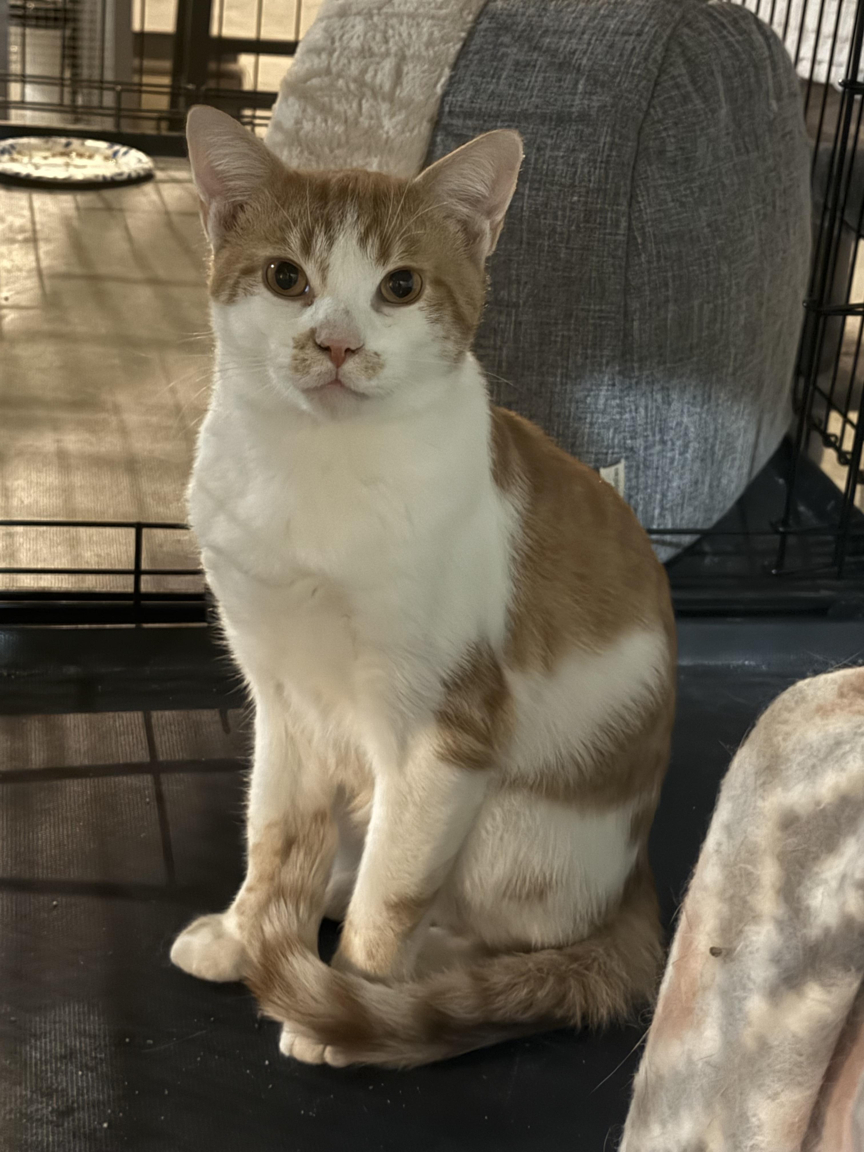 Butters, Adoptable, Adult Male Domestic Short Hair.