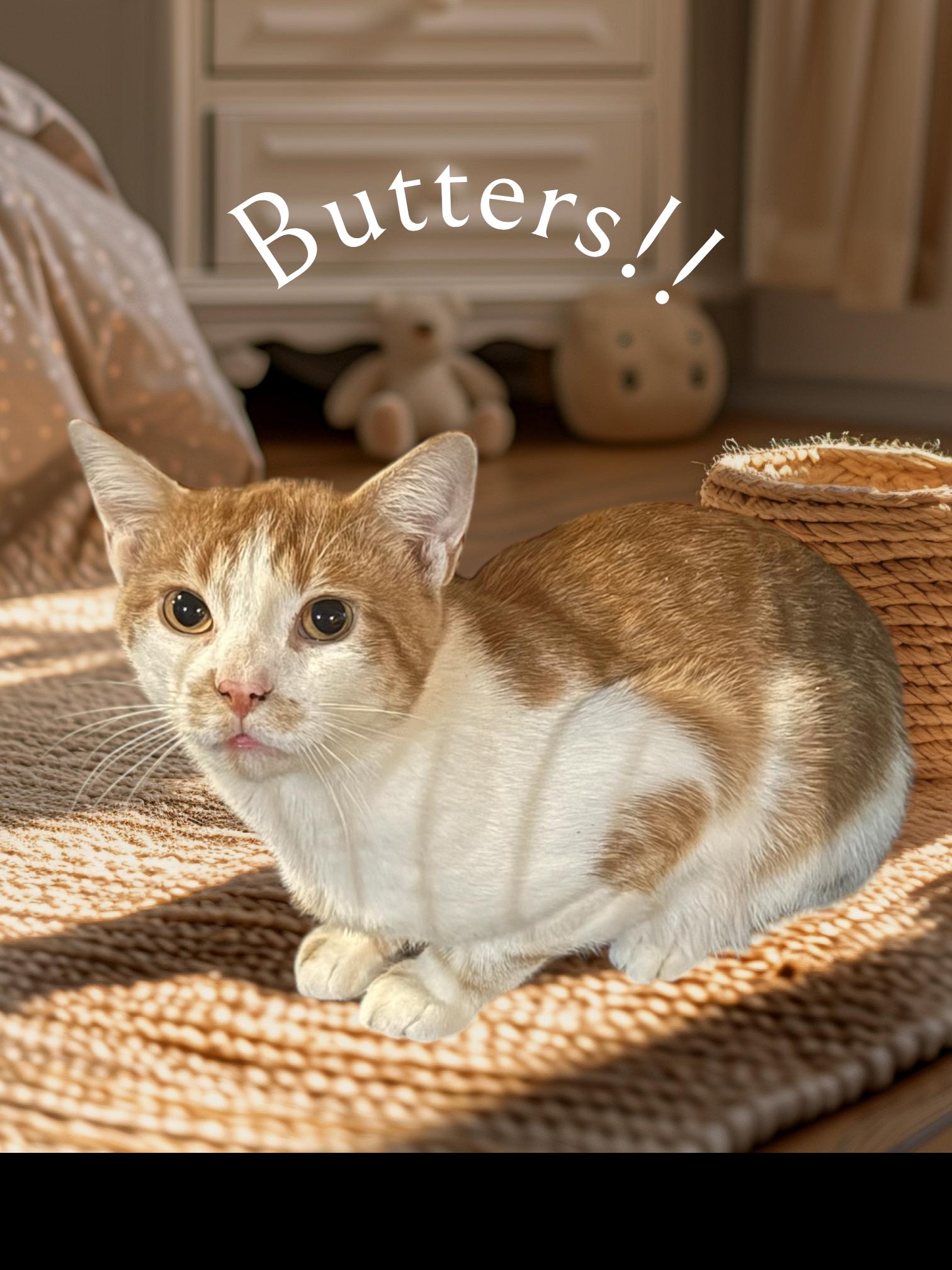 Butters, a Adoptable Domestic Short Hair in CANONSBURG, PA image 3/5