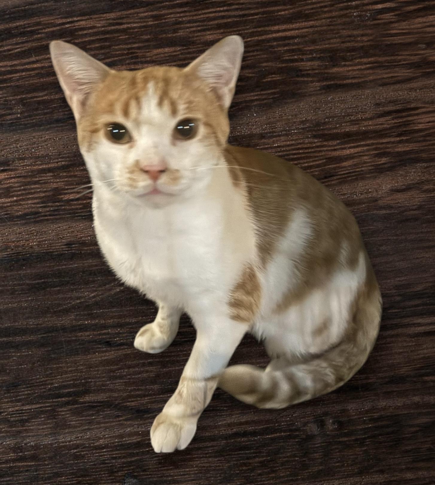 Butters, a Adoptable Domestic Short Hair in CANONSBURG, PA image 5/5