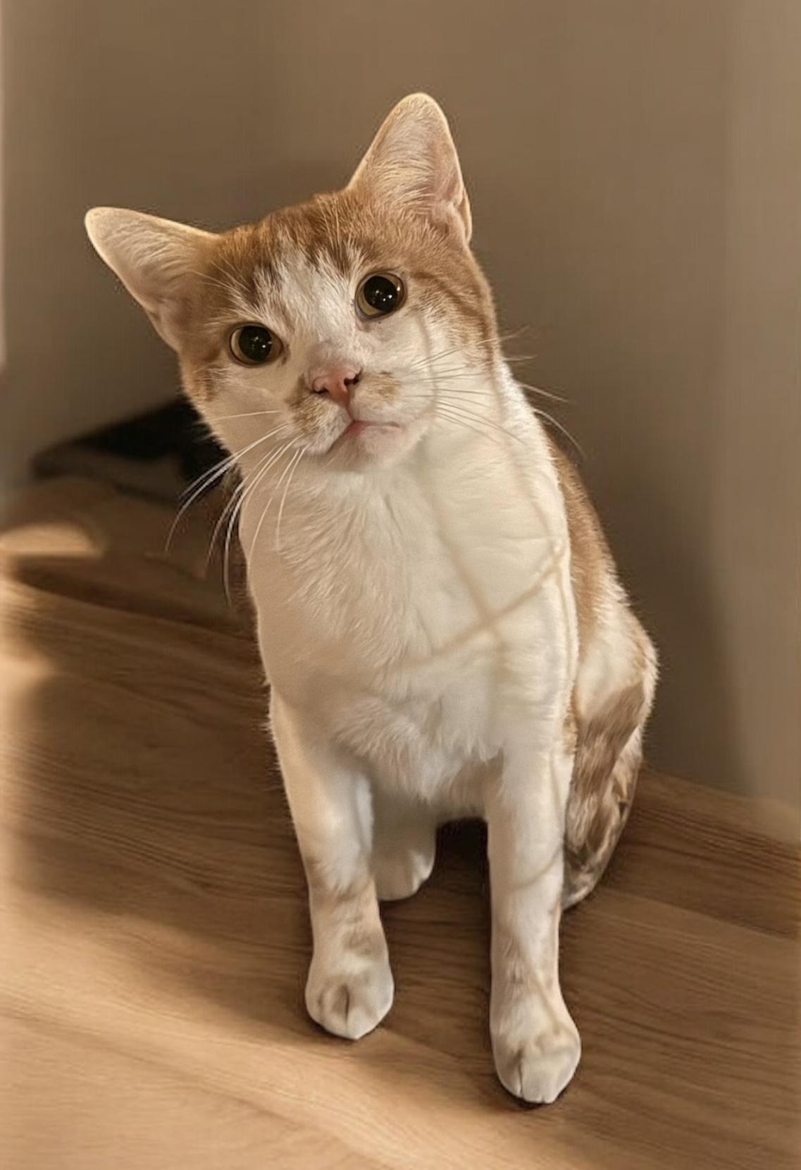 Butters, a Adoptable Domestic Short Hair in CANONSBURG, PA image 1/5