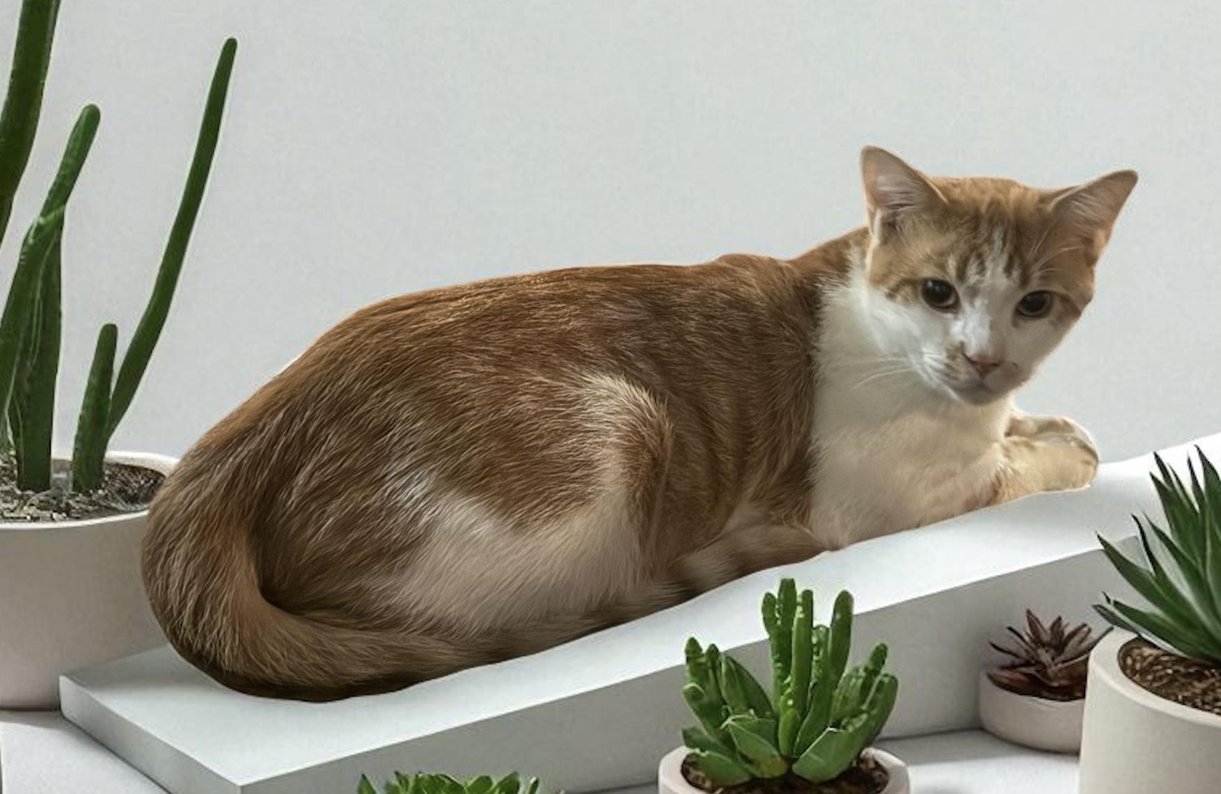 Butters, a Adoptable Domestic Short Hair in CANONSBURG, PA image 4/5