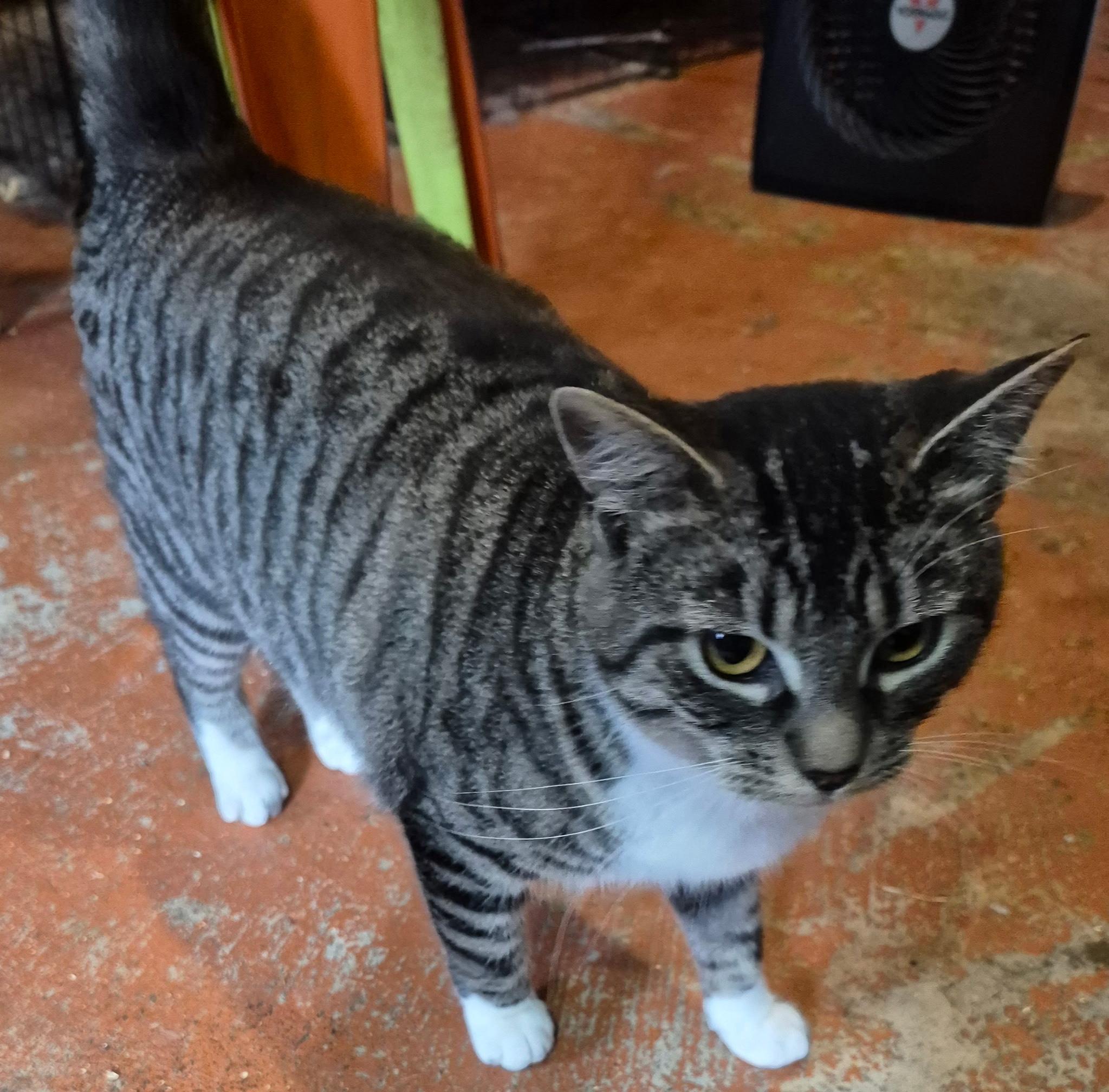 Jenny, a Adoptable Domestic Short Hair in Springfield, OR image 1/2