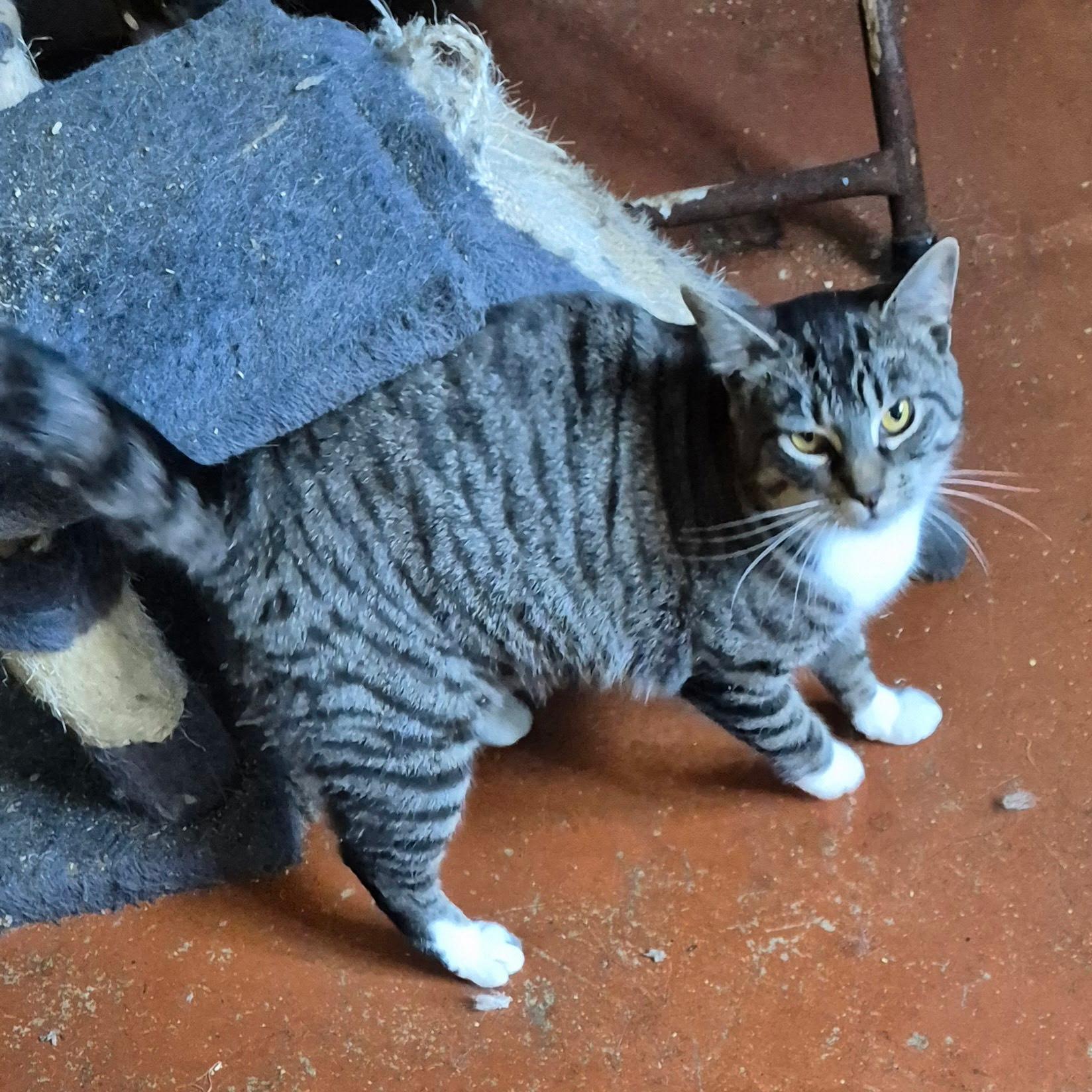 Jenny, a Adoptable Domestic Short Hair in Springfield, OR image 2/2