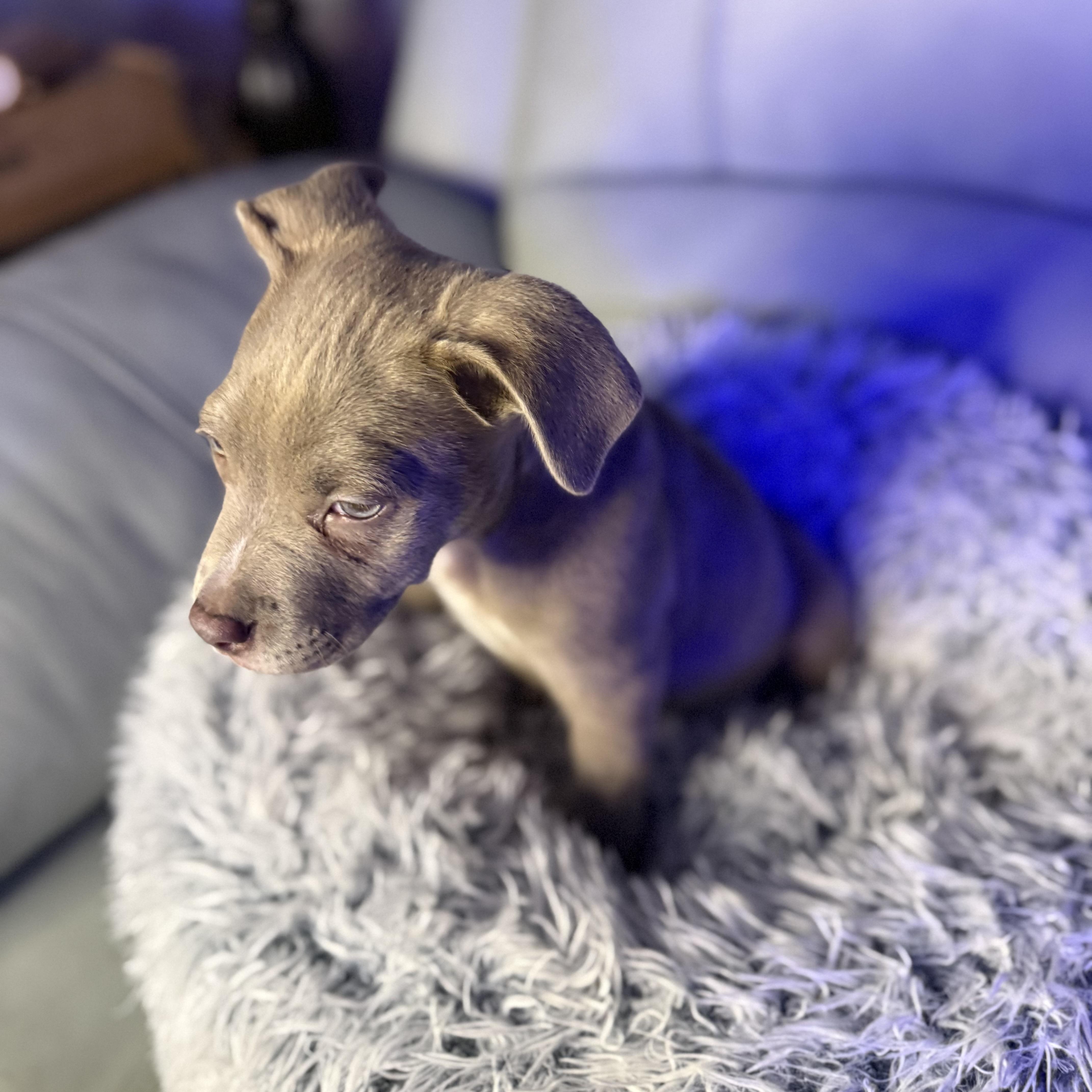 Fauna — thumbnail 4