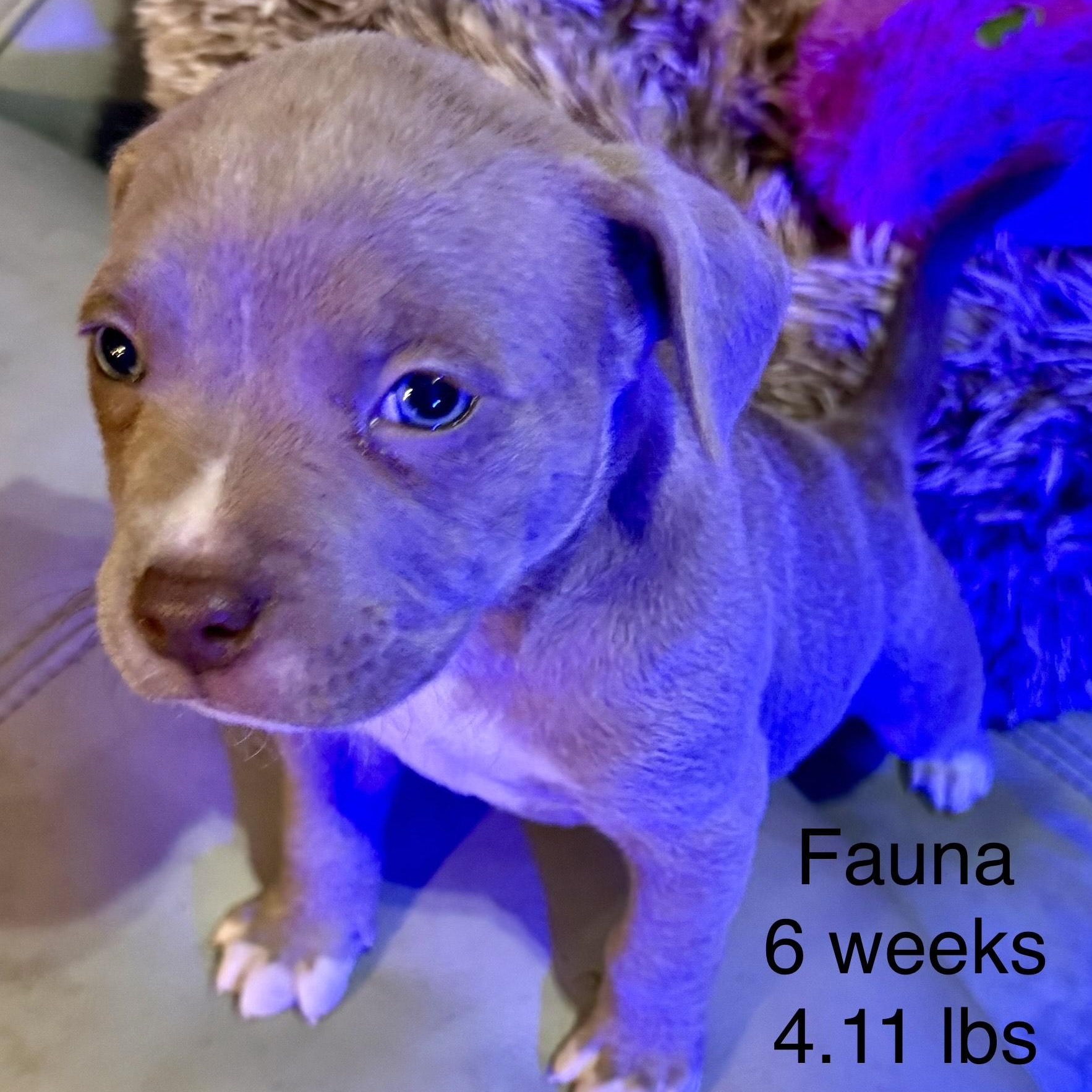 Fauna — thumbnail 6