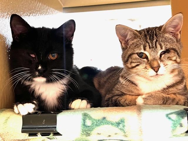 Enlarge Bonnie & Clyde, an adopted Domestic Short Hair in Kensington, MD image 1/2