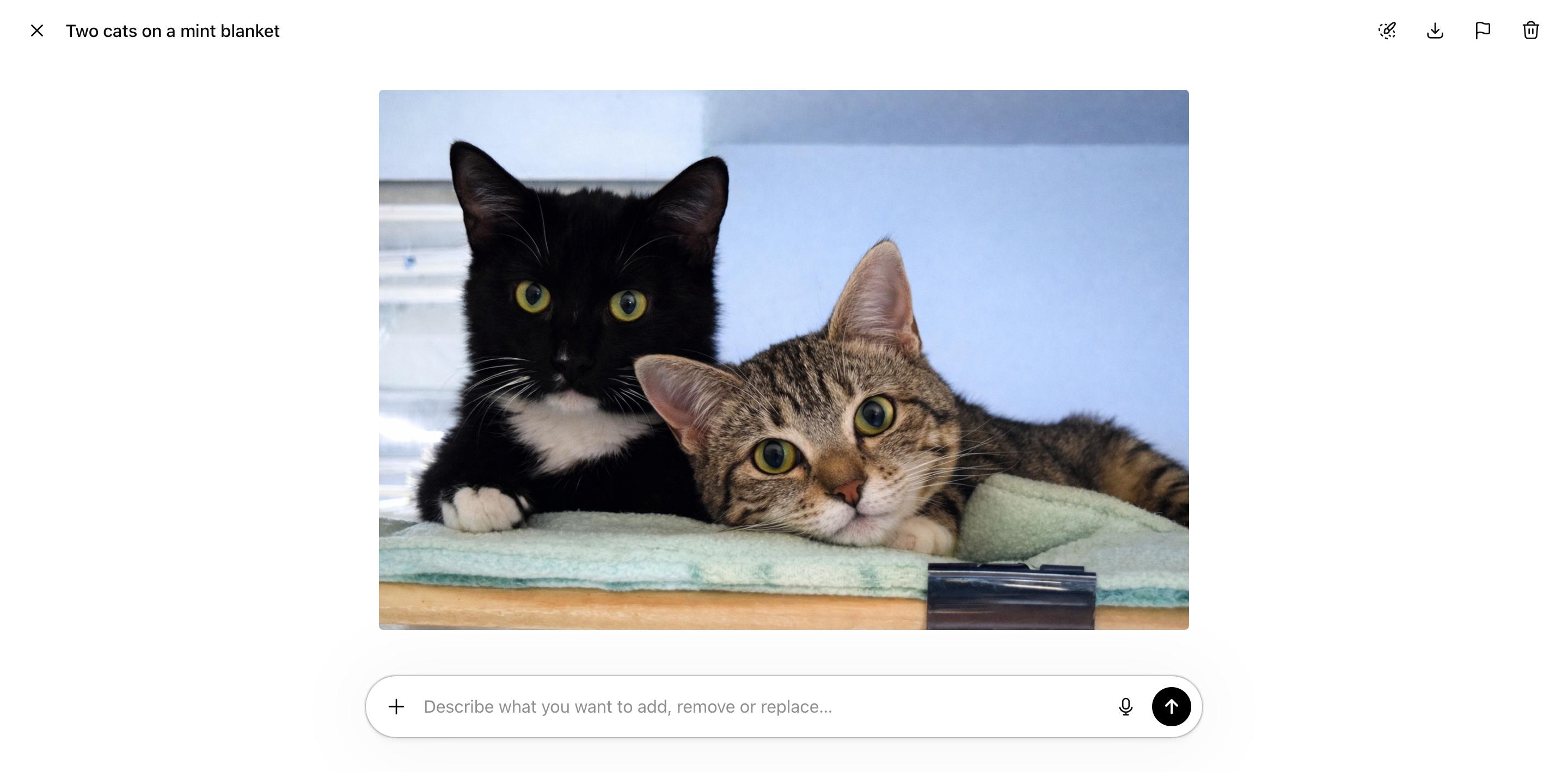 Enlarge Bonnie & Clyde, a ADOPTABLE Domestic Short Hair in Waldorf, MD image 1/2