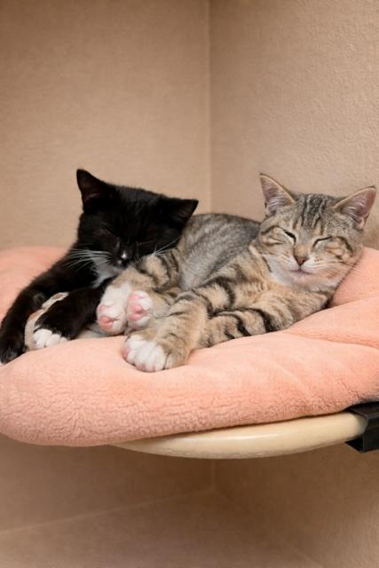 Enlarge Bonnie & Clyde, a ADOPTABLE Domestic Short Hair in Waldorf, MD image 2/2