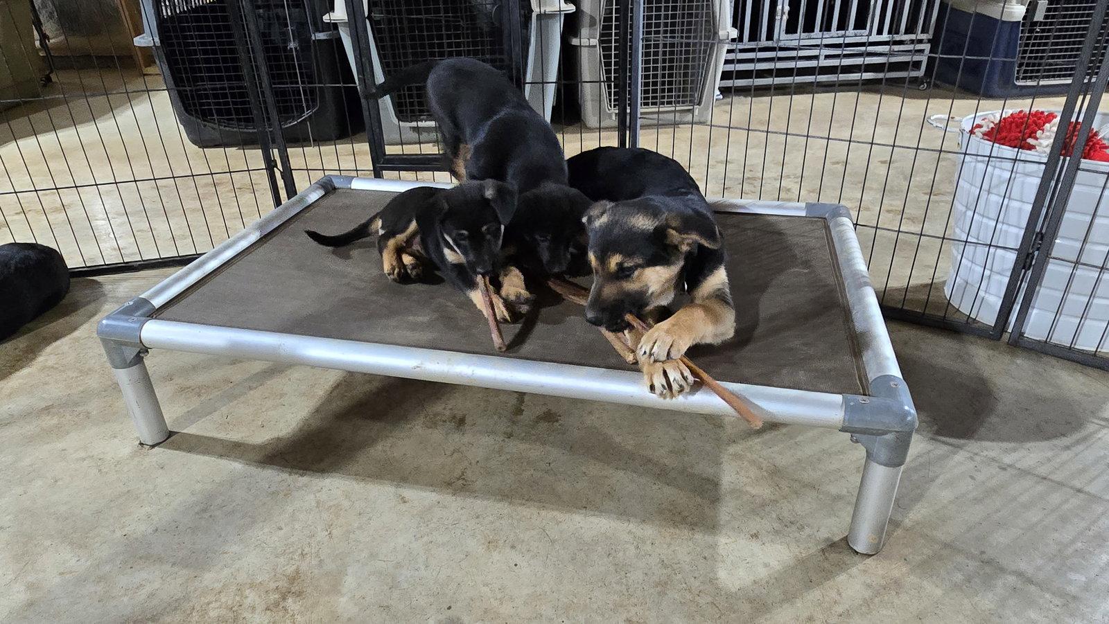 Panini 7296, Adoptable, Puppy Female German Shepherd Dog & Belgian Shepherd / Malinois.