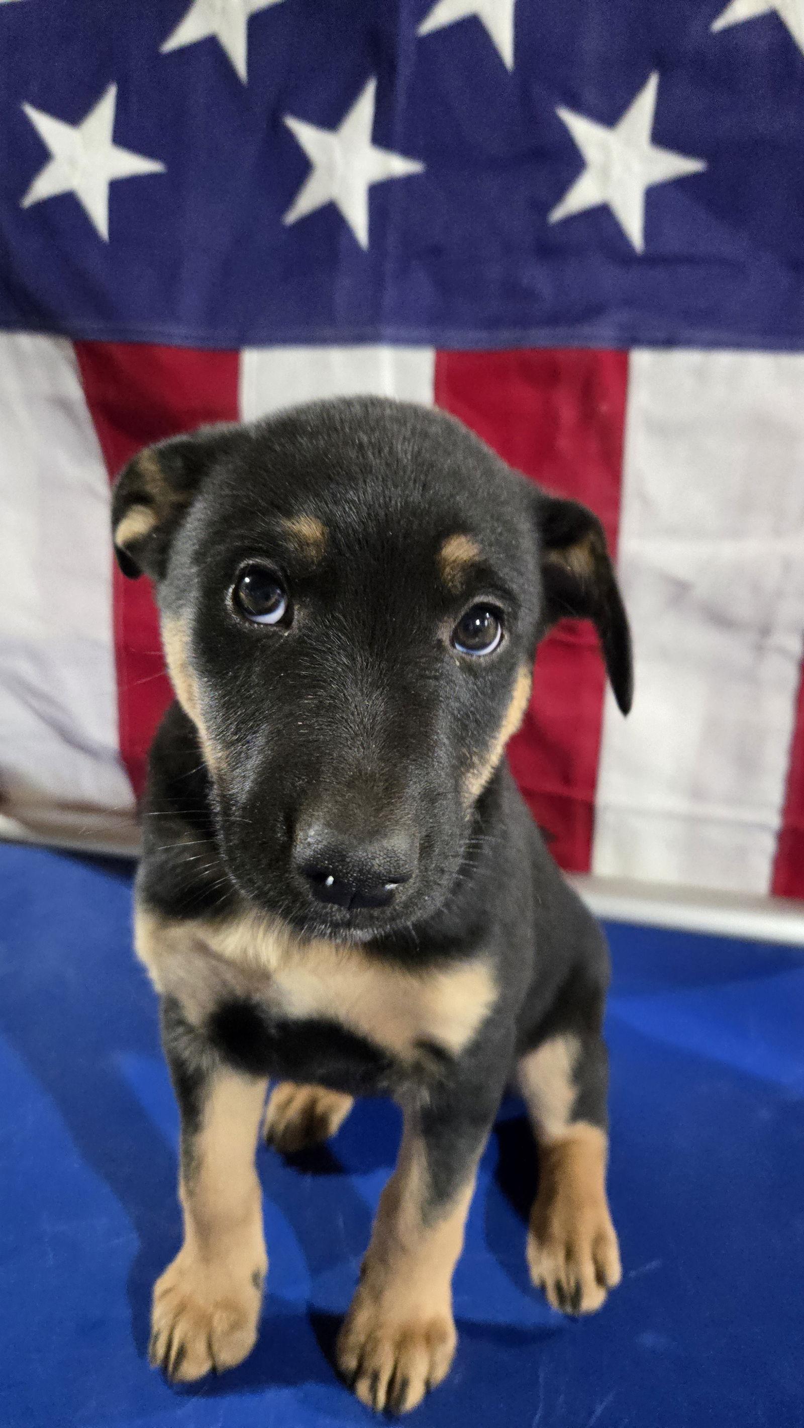 Panini 7296, Adoptable, Puppy Female German Shepherd Dog & Belgian Shepherd / Malinois.