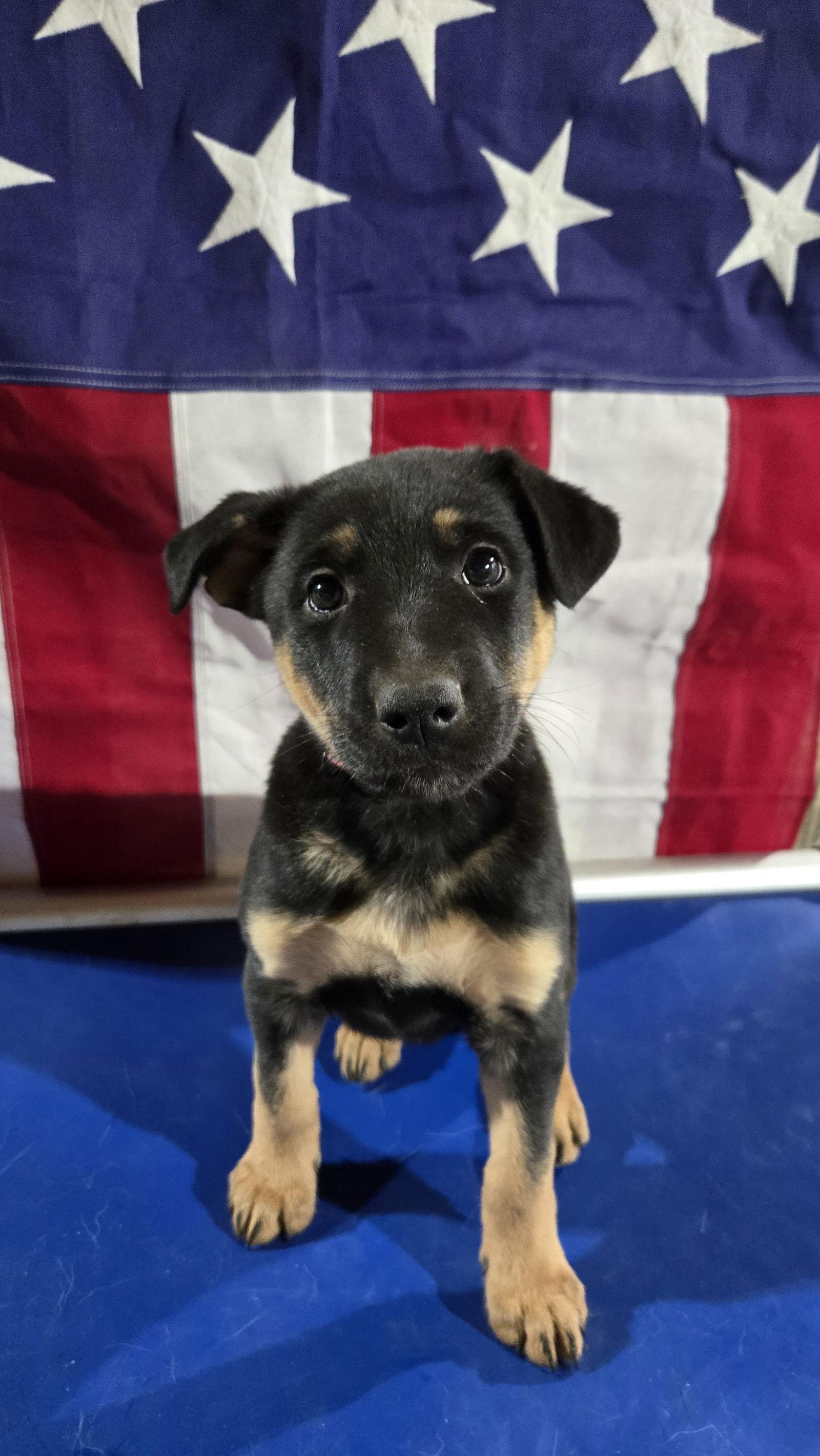 Panini 7296, Adoptable, Puppy Female German Shepherd Dog & Belgian Shepherd / Malinois.