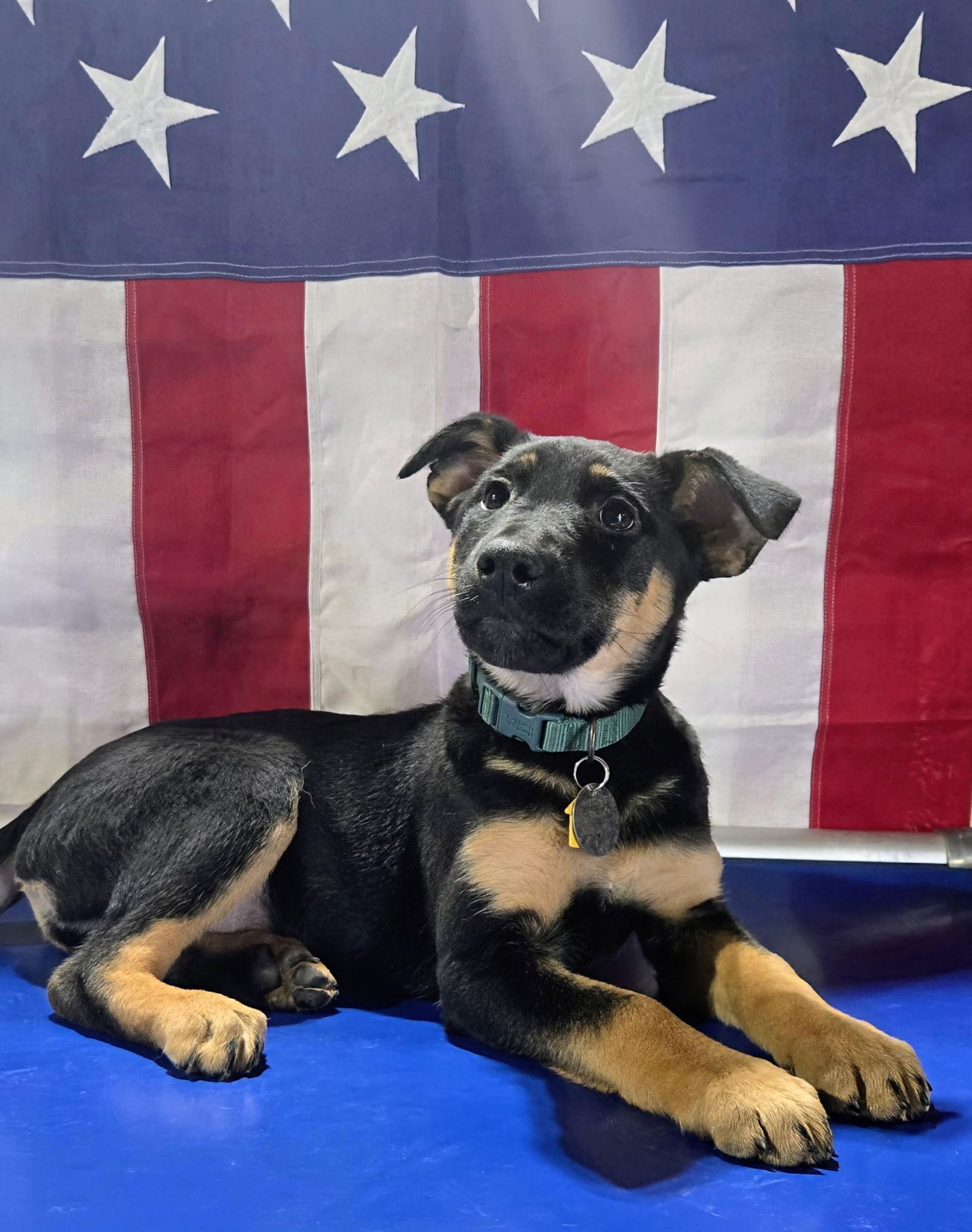 Enlarge Panini 7296, a Adoptable mixed breed in Centreville, VA image 2/3