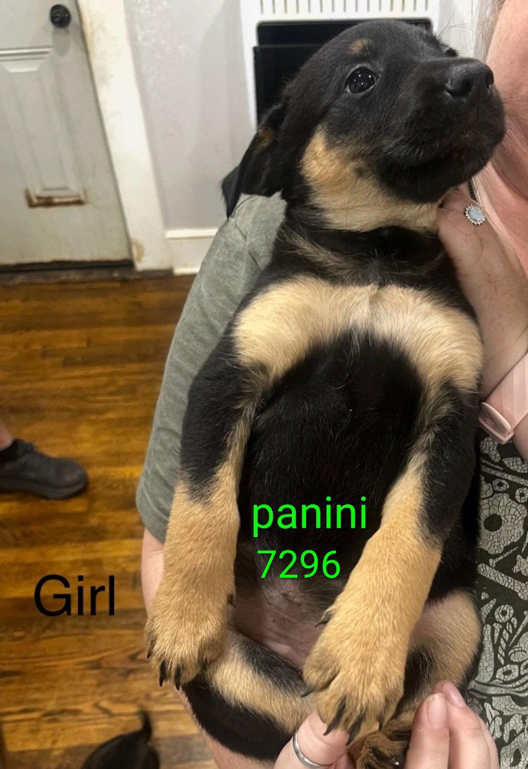 Enlarge Panini 7296, a Adoptable mixed breed in Centreville, VA image 3/3