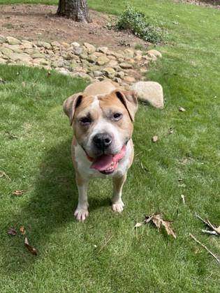 Keyshawn, a Adoptable Mixed Breed in Chamblee, GA image 1/3