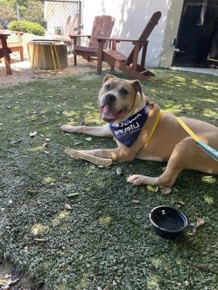 Keyshawn, a Adoptable Mixed Breed in Chamblee, GA image 2/3