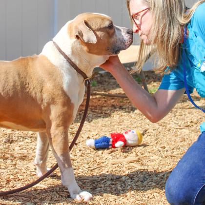 Keyshawn, a Adoptable Mixed Breed in Chamblee, GA image 3/3