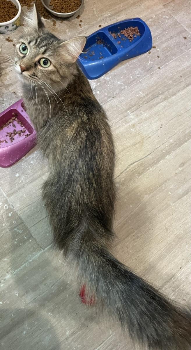 Clara-Portofino PetSmart