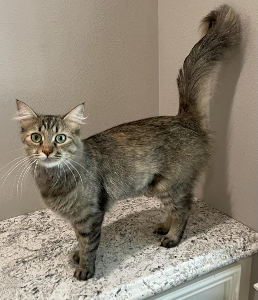 Clara-Portofino PetSmart