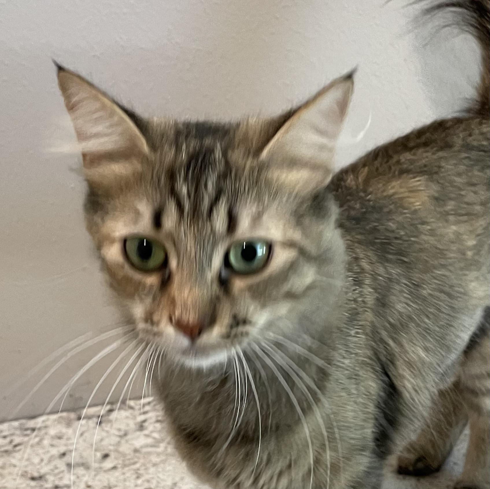 Clara-Portofino PetSmart