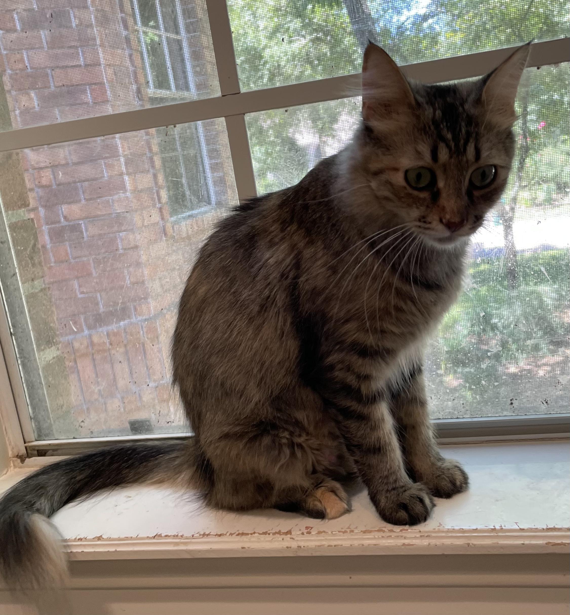 Clara-Portofino PetSmart