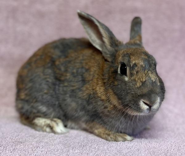 Boba, Adoptable, Adult Female Bunny Rabbit.