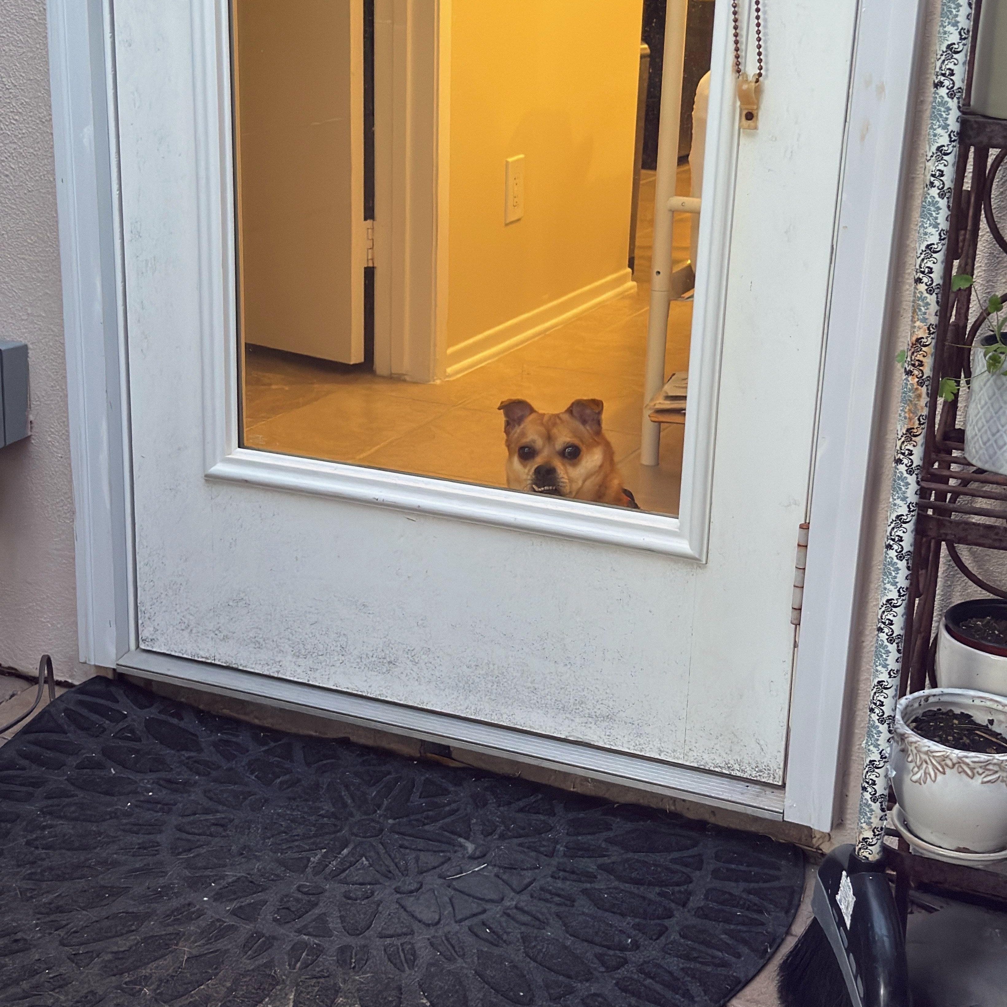 Enlarge Teefers, a ADOPTABLE mixed breed in San Diego, CA image 4/6