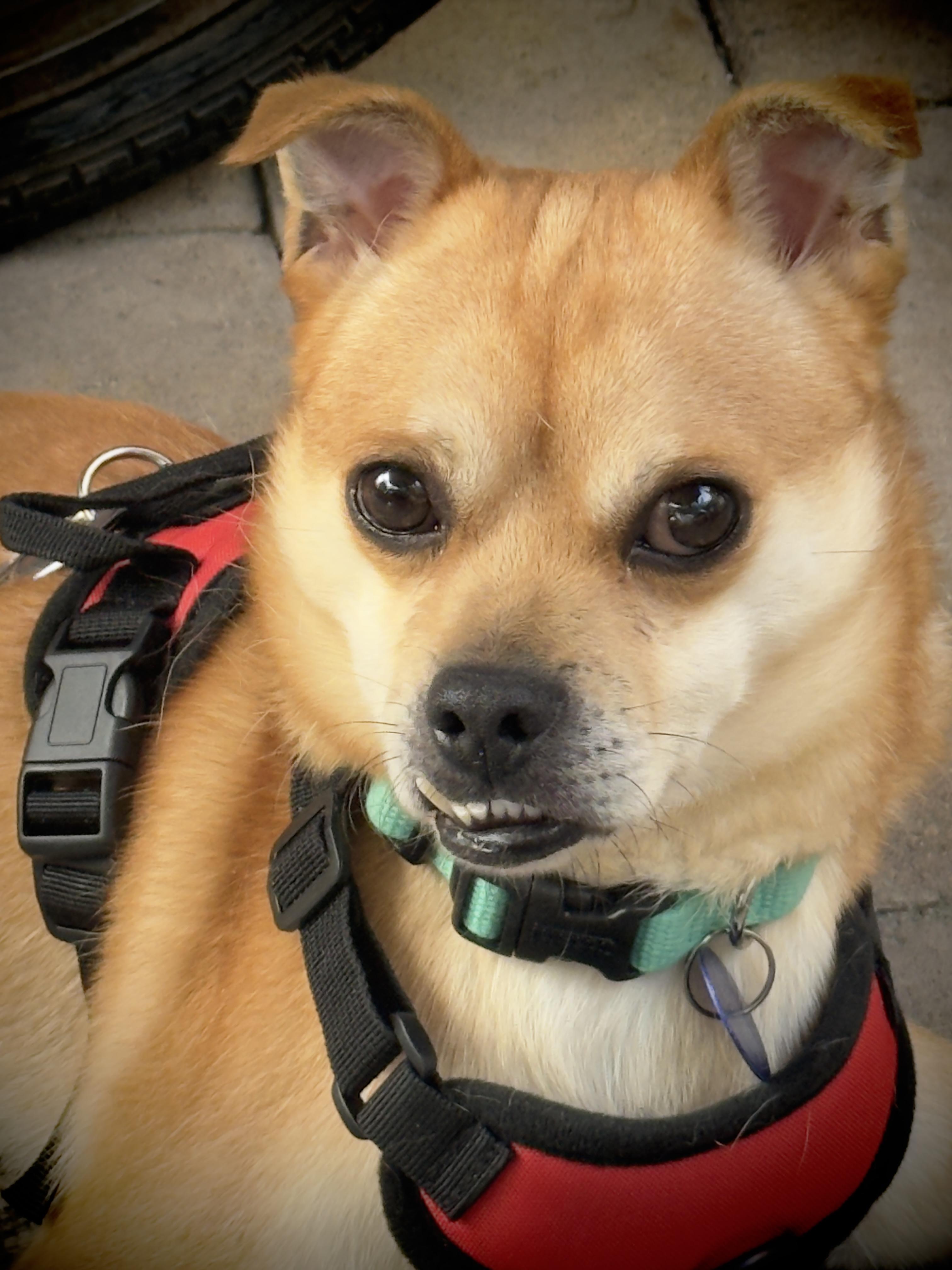 Enlarge Teefers, a ADOPTABLE mixed breed in San Diego, CA image 6/6