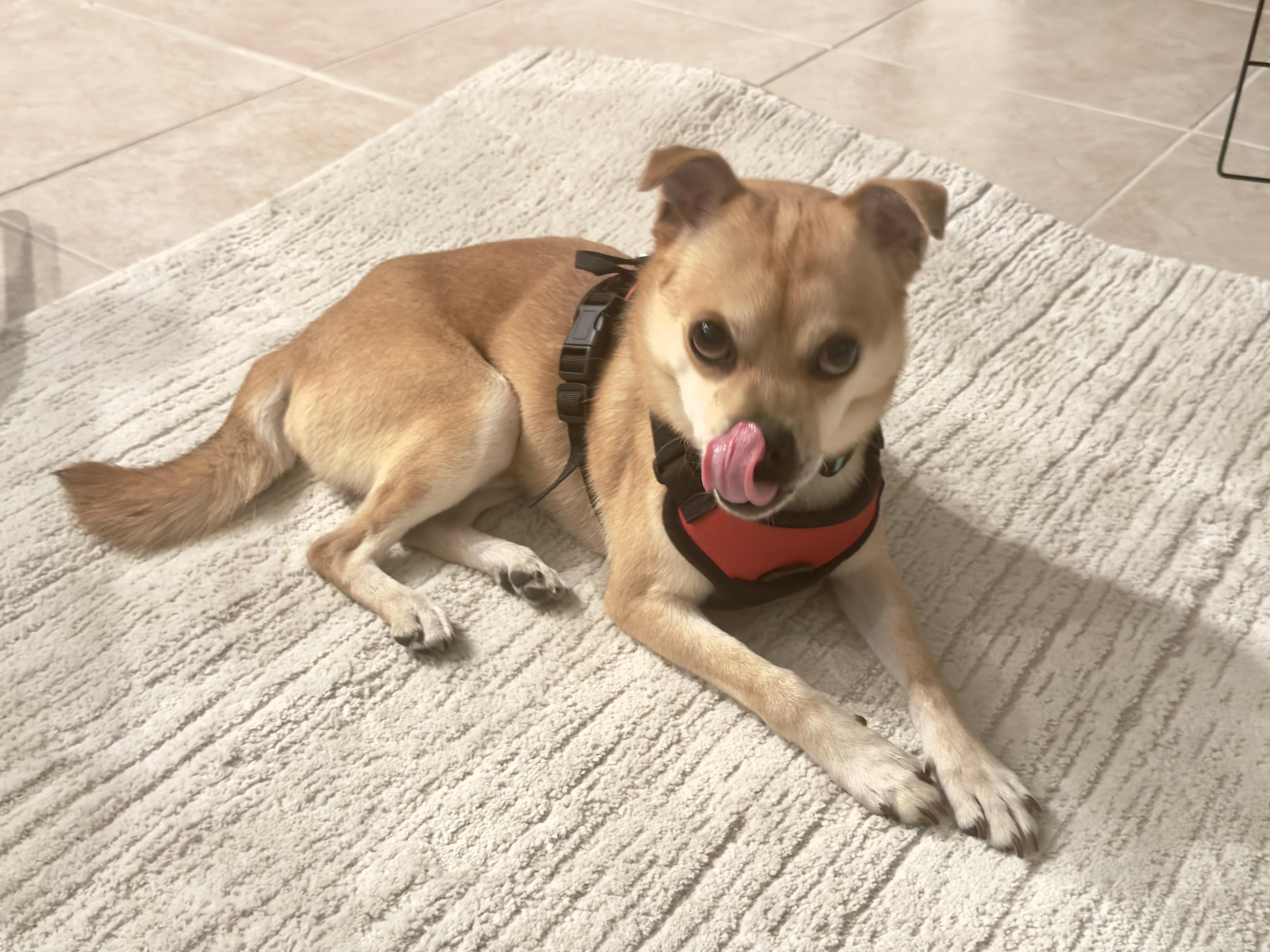 Enlarge Teefers, a ADOPTABLE mixed breed in San Diego, CA image 5/6