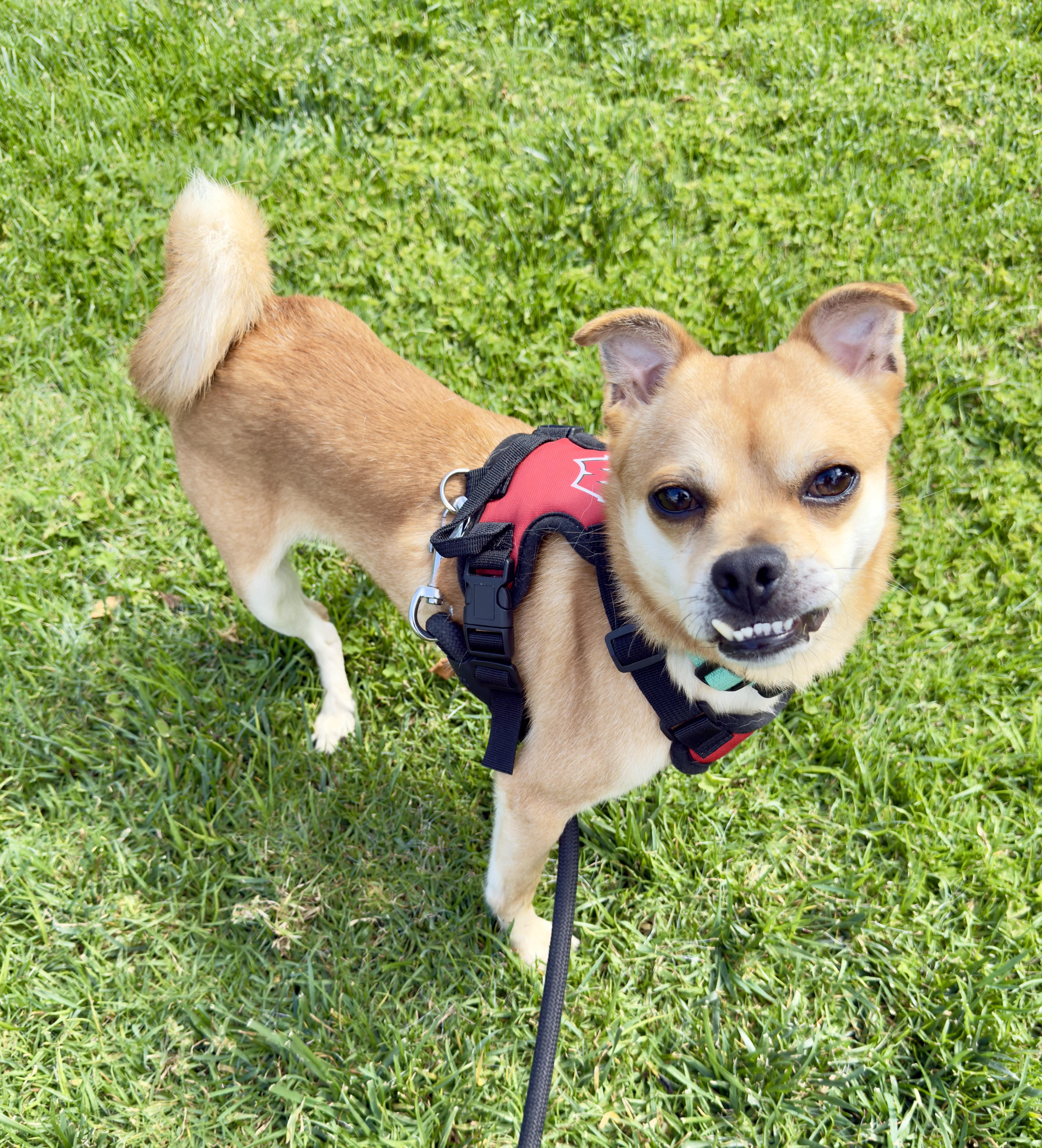 Enlarge Teefers, a ADOPTABLE mixed breed in San Diego, CA image 2/6