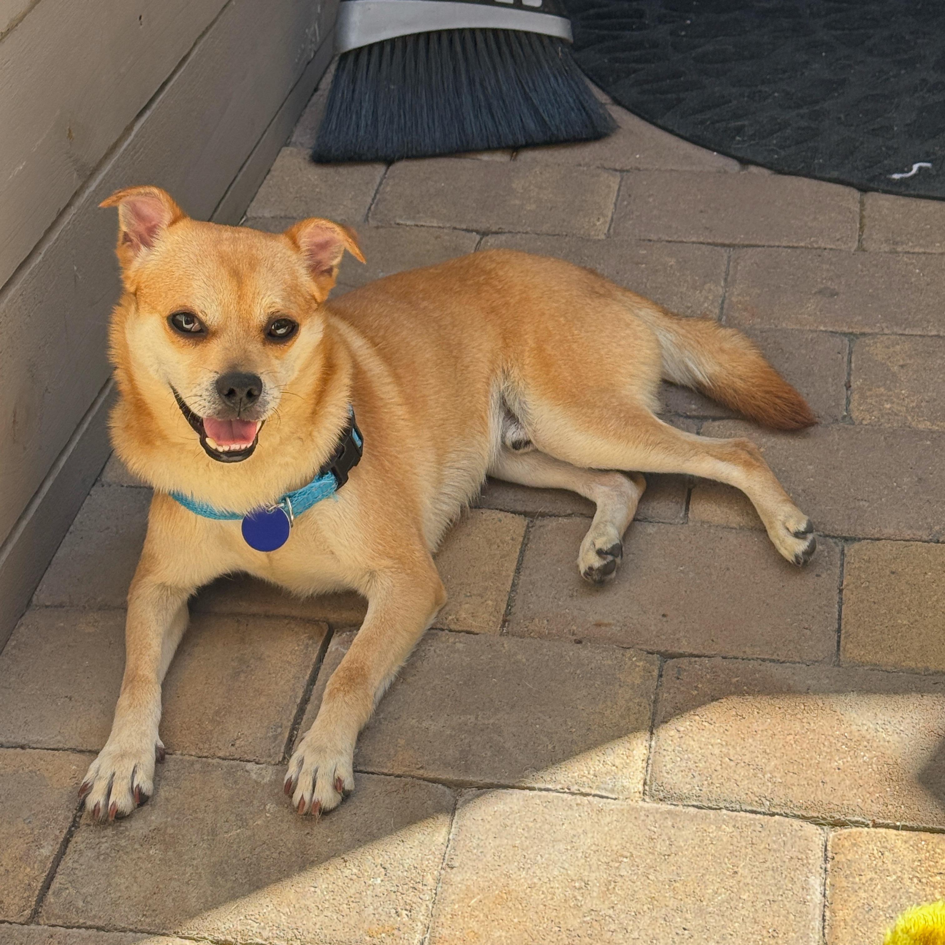 Enlarge Teefers, a ADOPTABLE mixed breed in San Diego, CA image 1/6