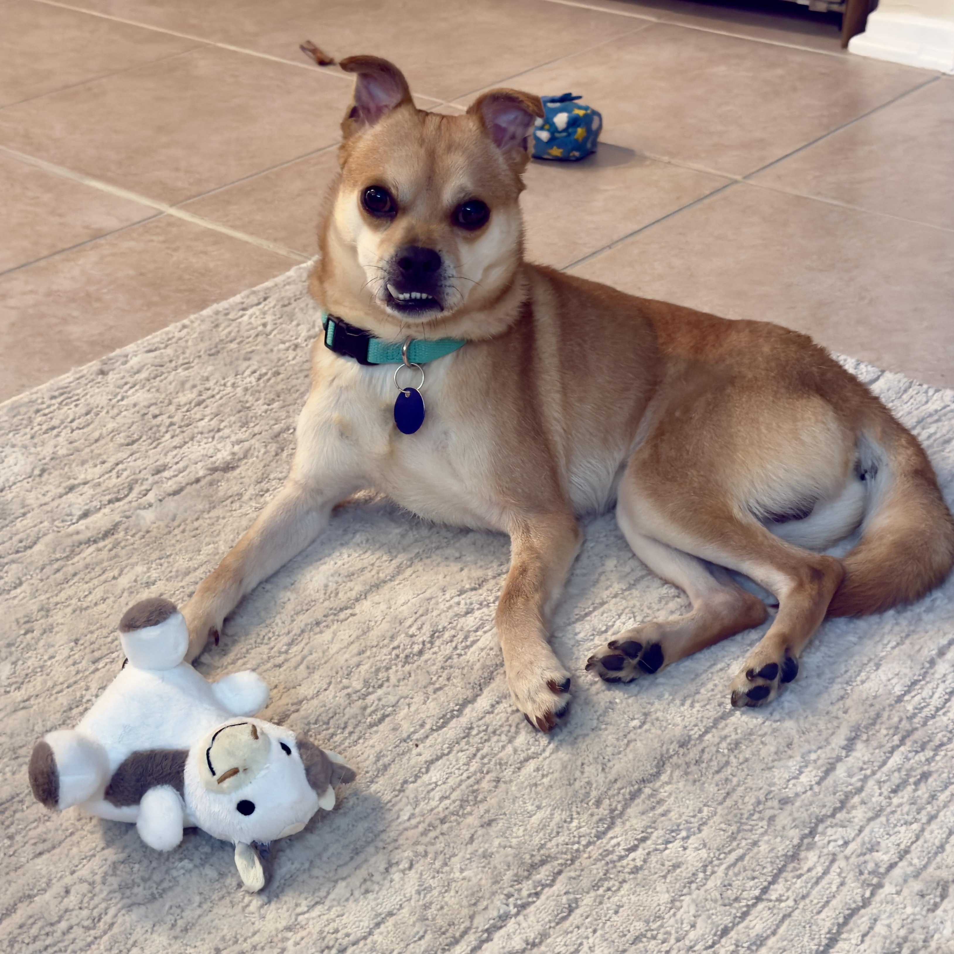 Teefers, ADOPTABLE, Young Male Shiba Inu & Finnish Spitz.
