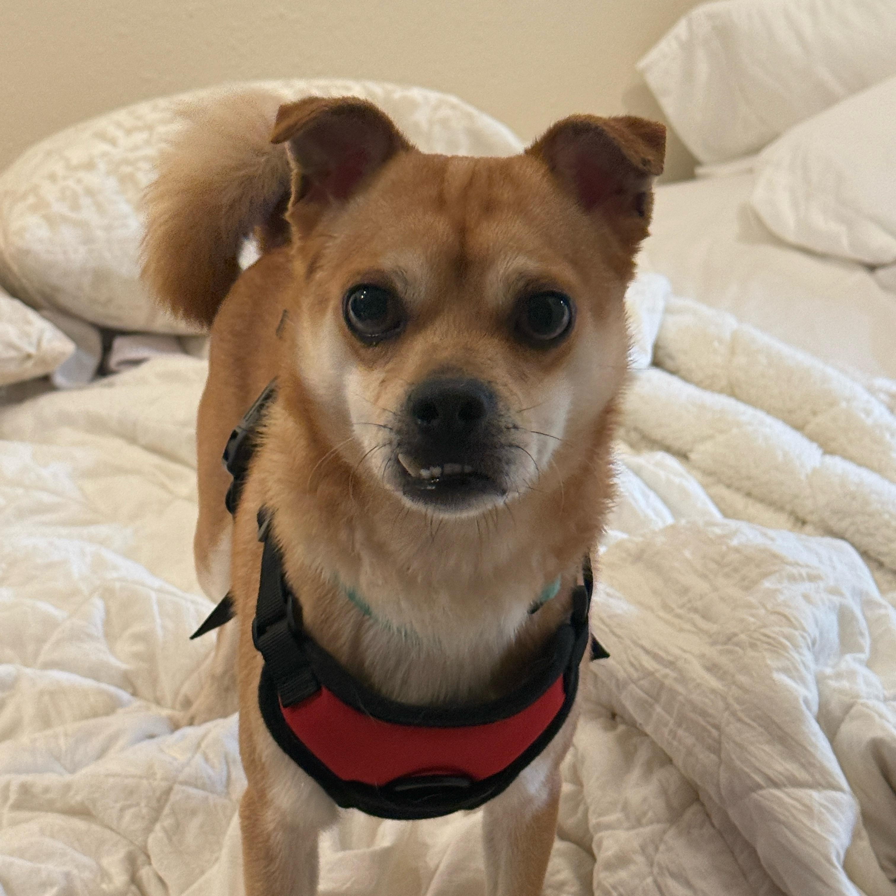 Enlarge Teefers, a ADOPTABLE mixed breed in San Diego, CA image 3/6