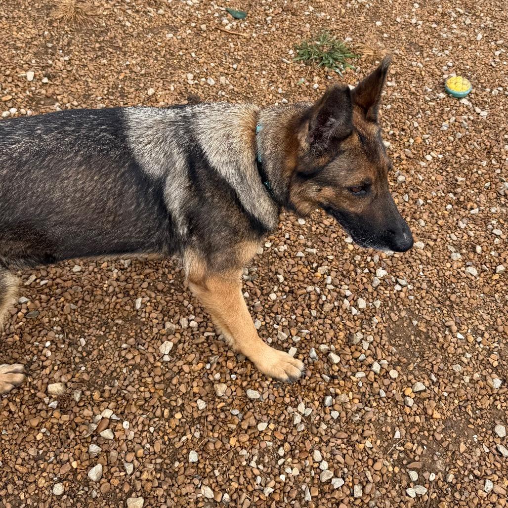 Gypsy, Adoptable, Adult Female German Shepherd Dog.