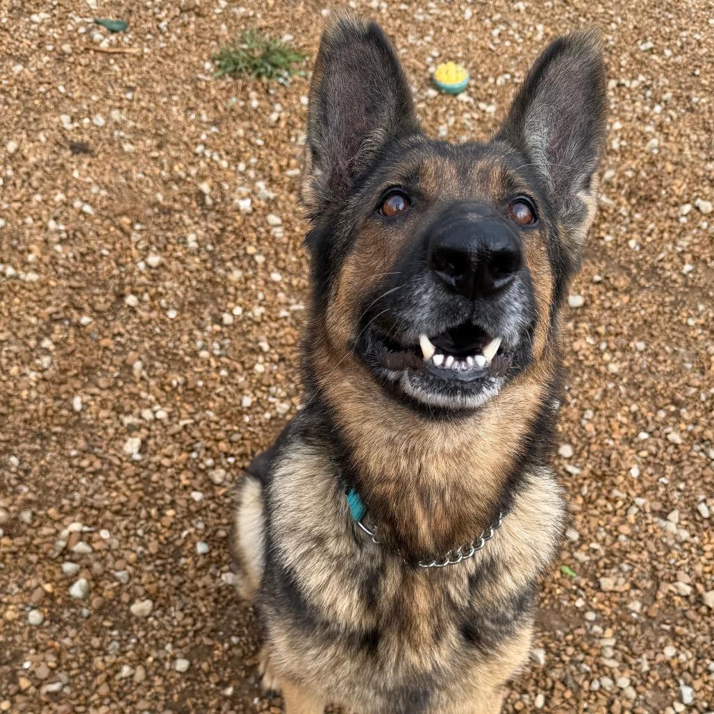 Enlarge Gypsy, a Adoptable German Shepherd Dog in Duck River, TN image 2/5