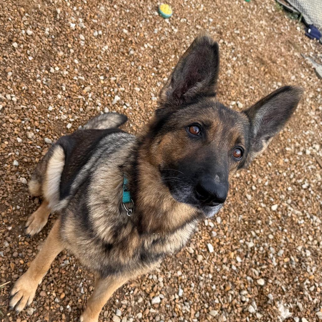 Enlarge Gypsy, a Adoptable German Shepherd Dog in Duck River, TN image 3/5