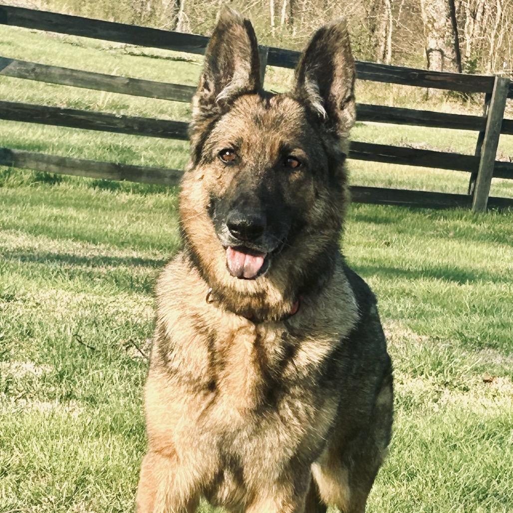 Enlarge Gypsy, a Adoptable German Shepherd Dog in Duck River, TN image 4/6