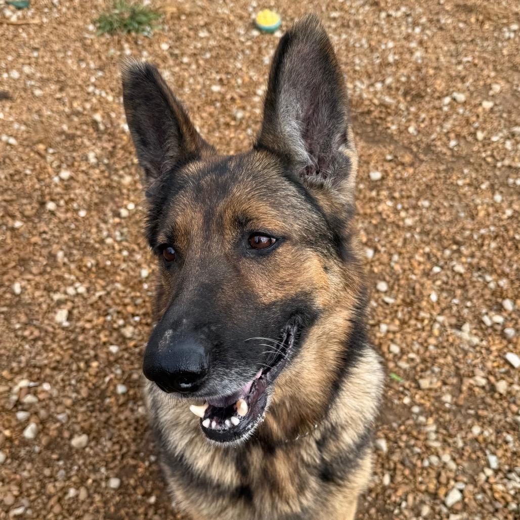 Enlarge Gypsy, a Adoptable German Shepherd Dog in Duck River, TN image 4/5