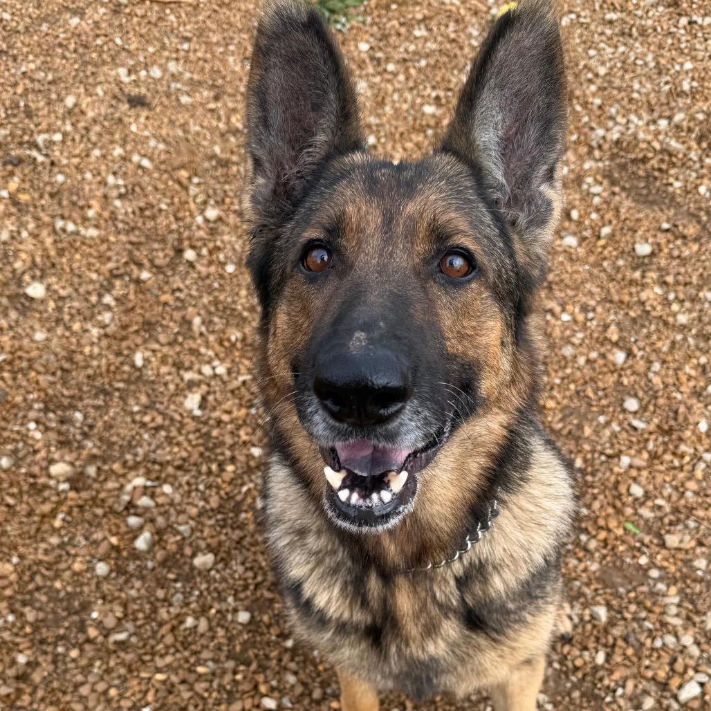 Enlarge Gypsy, a Adoptable German Shepherd Dog in Duck River, TN image 5/5