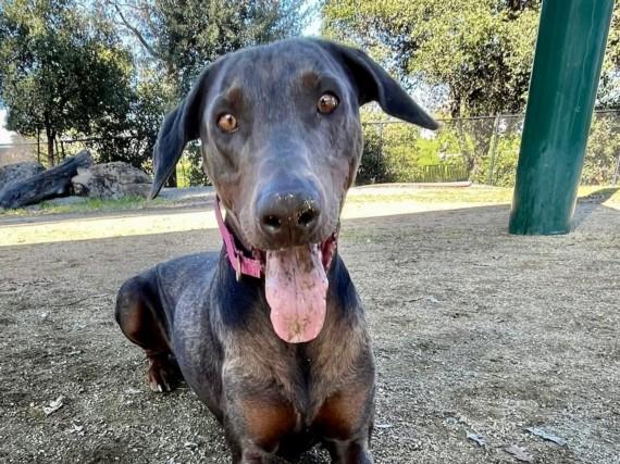 MINDY, Adoptable, Adult Female Doberman Pinscher.