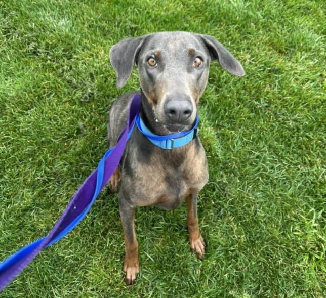 MINDY, a Adoptable Doberman Pinscher in Martinez, CA image 3/3