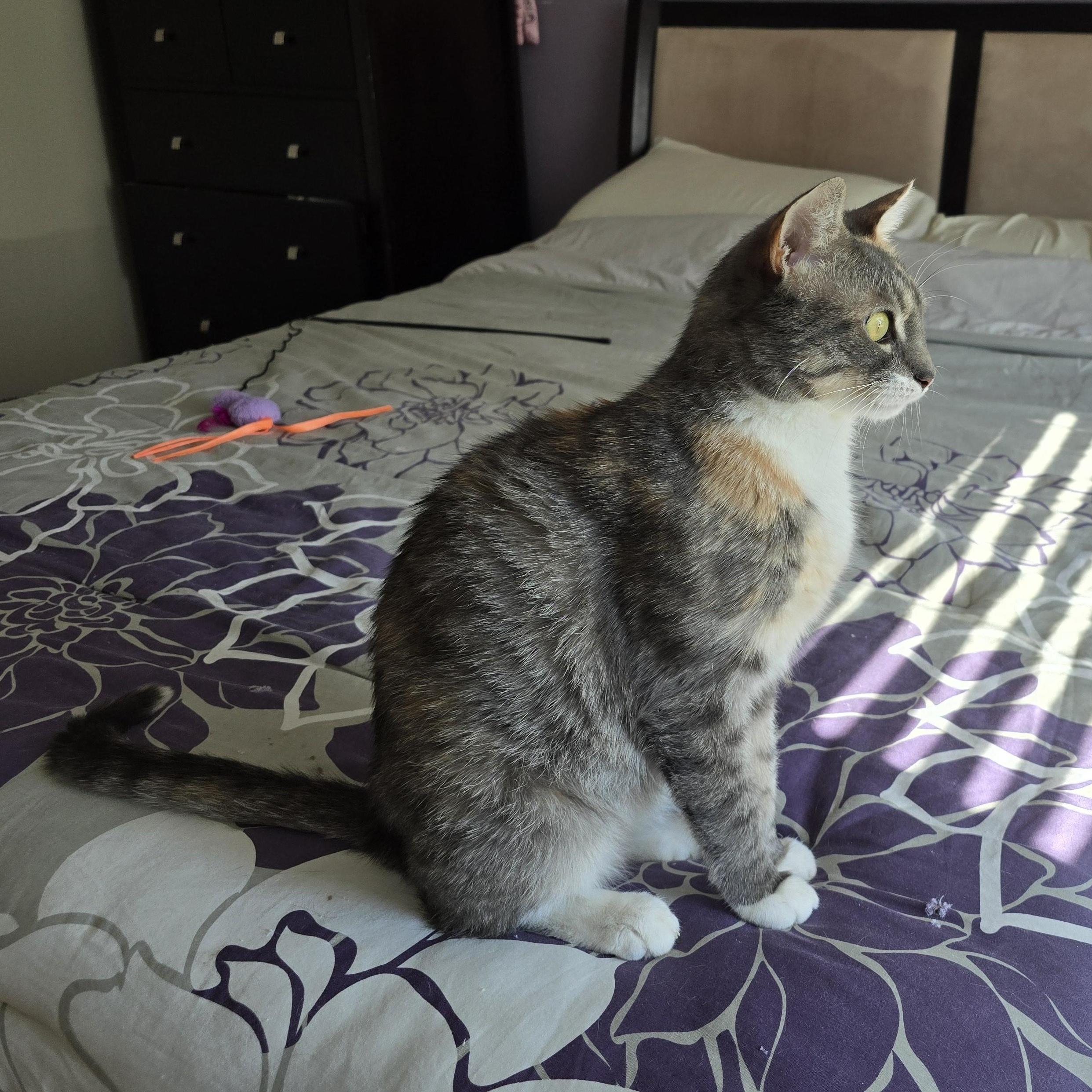 Enlarge Macy, a Adoptable Dilute Tortoiseshell in Woodbridge, NJ image 2/6
