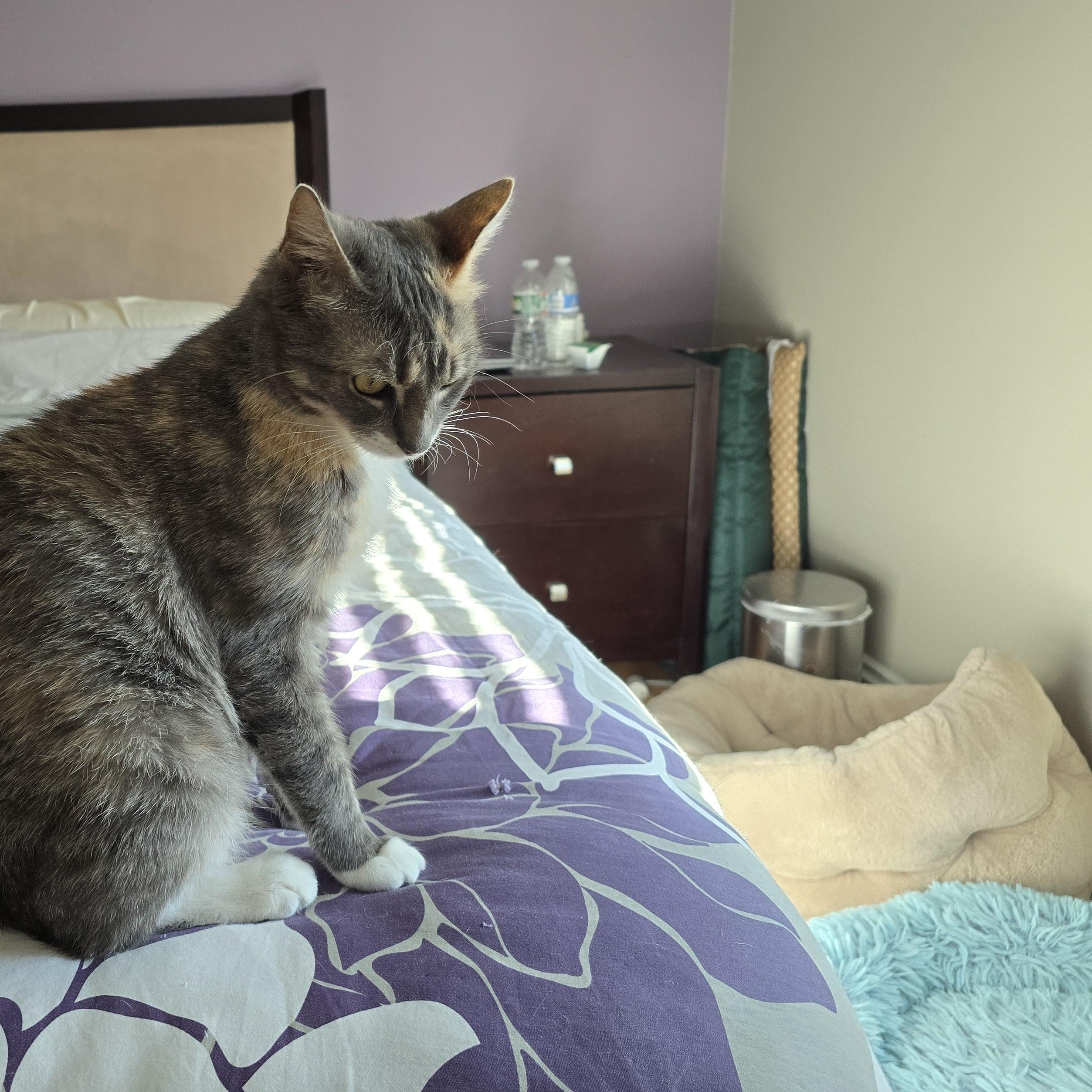 Enlarge Macy, a Adoptable Dilute Tortoiseshell in Woodbridge, NJ image 5/6