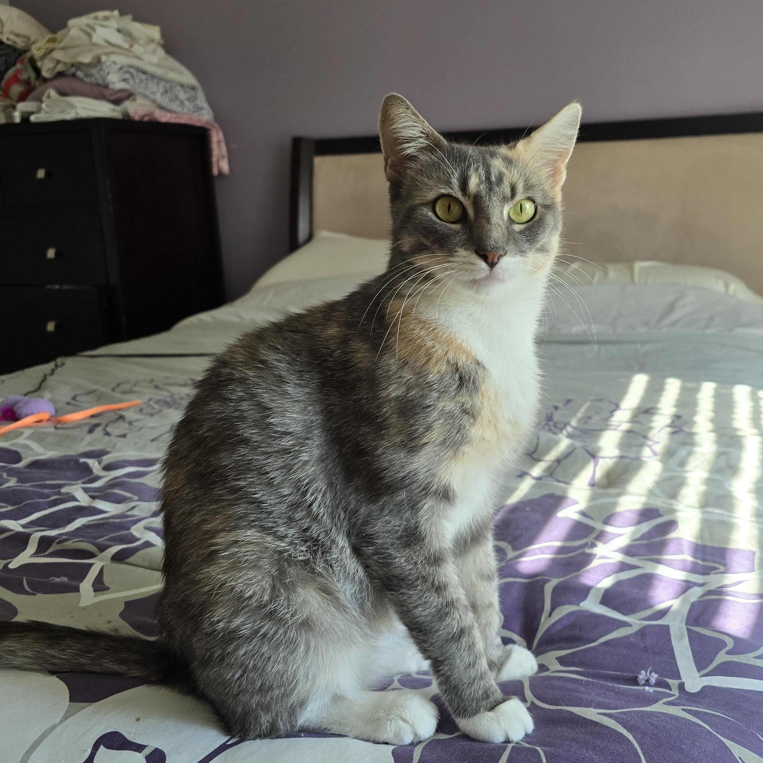 Enlarge Macy, a Adoptable Dilute Tortoiseshell in Woodbridge, NJ image 3/6