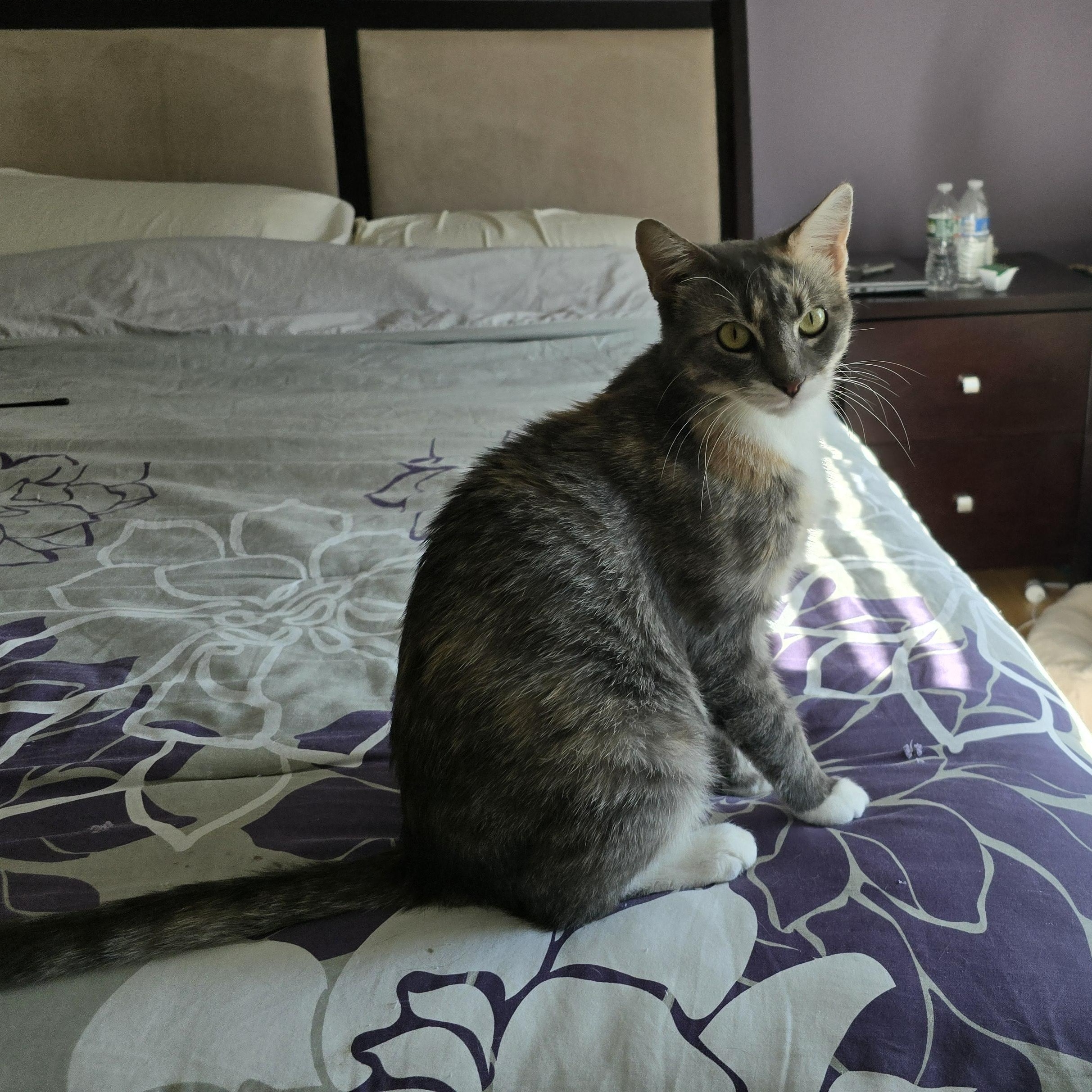Enlarge Macy, a Adoptable Dilute Tortoiseshell in Woodbridge, NJ image 1/6
