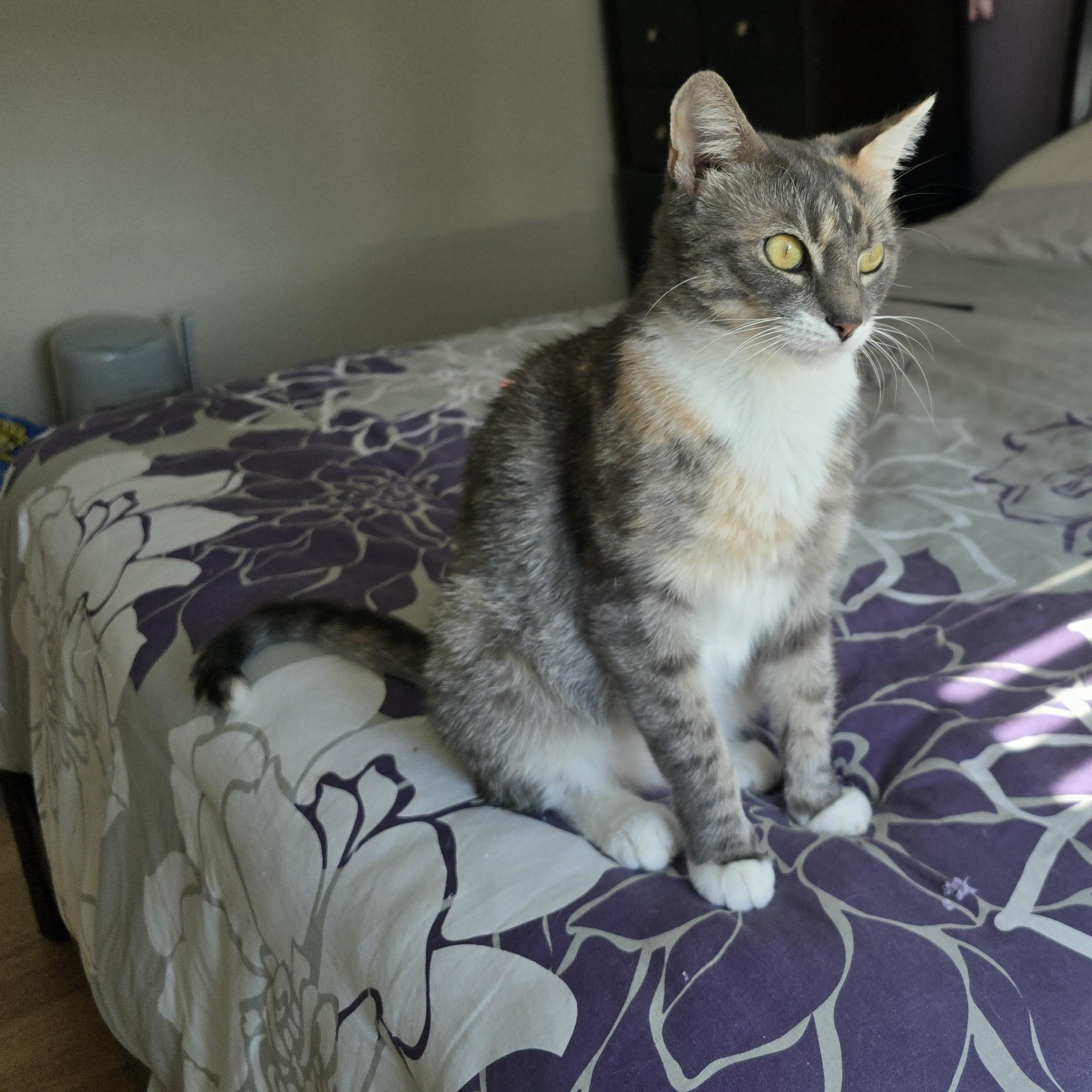 Enlarge Macy, a Adoptable Dilute Tortoiseshell in Woodbridge, NJ image 6/6