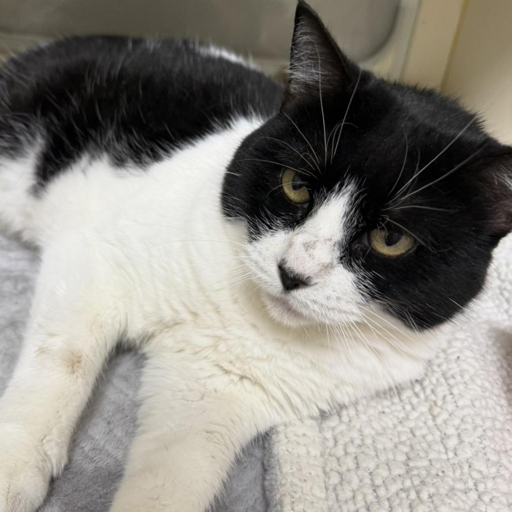 Maple, Adoptable, Young Female Domestic Short Hair.