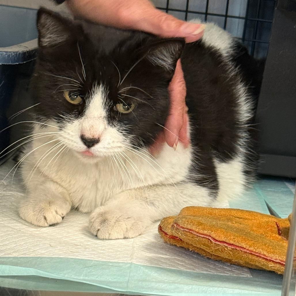 Maple, a Adoptable Domestic Short Hair in Ponca City, OK image 2/2