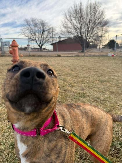 Apollo, Adoptable, Adult Male Mixed Breed & Mixed Breed.